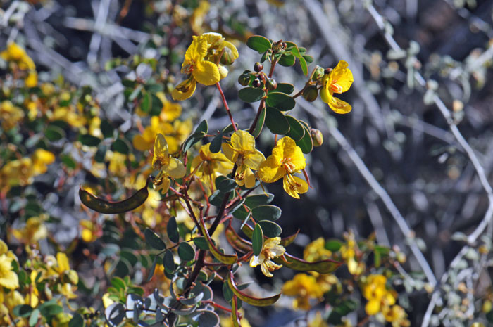 Baja California Senna has attractive flowers, the flowers and their plants may be visited or used by butterflies, moths, flies, honeybees, native bees and other insects in search of nectar, food or shelter and protection. Senna purpusii